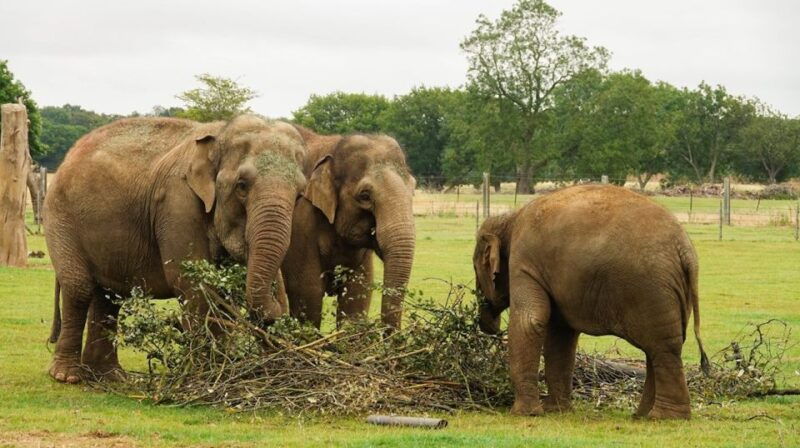 dunstable-whipsnade-zoo-full-day-entrance-ticket