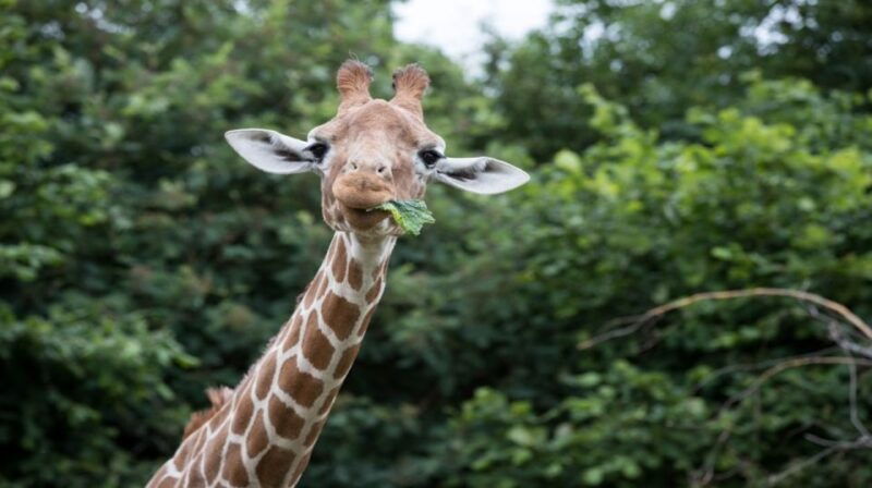 dunstable-whipsnade-zoo-full-day-entrance-ticket