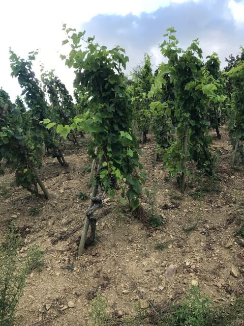 duo-parents-children-wine-cote-rotie-tour-visit