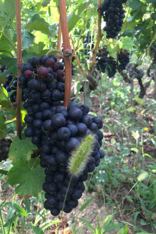 duo-parents-children-wine-cote-rotie-tour-visit