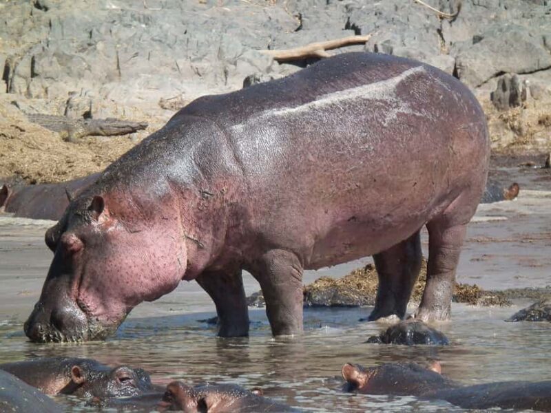 Durban: 2-Day Hluhluwe Imfolozi and Isimangaliso Tour - FAQ