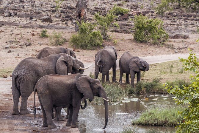Durban: Big 5 Luxury Safari at an Award Winning Game Reserve  Zeiss Binoculars - Durban: Big 5 Luxury Safari at an Award-Winning Game Reserve — A Complete Guide