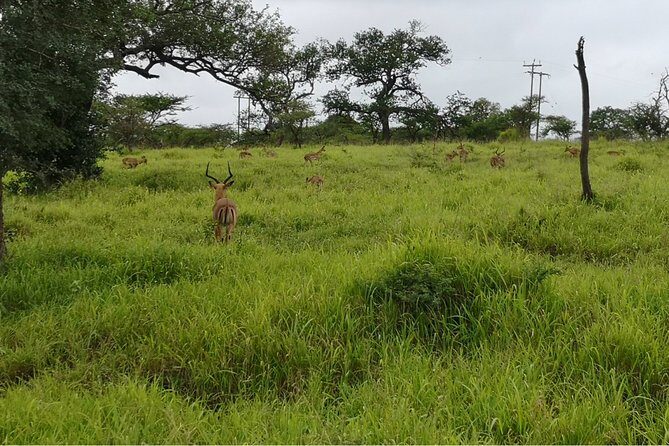 Durban: Big 5 Luxury Safari at an Award Winning Game Reserve  Zeiss Binoculars - Practical Tips for Your Safari Day