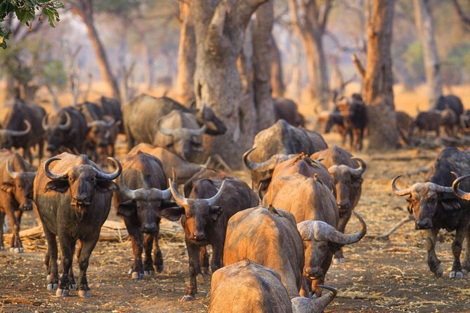 Durban: Big 5 Luxury Safari at an Award Winning Game Reserve  Zeiss Binoculars - The Sum Up