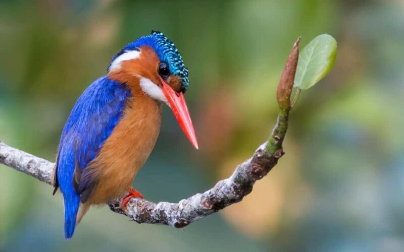 Durban: Birdwatching Tour - Introduction