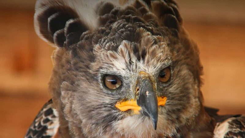 Durban: Dlinza Forest Birdwatching Tour - Durban: Dlinza Forest Birdwatching Tour – An Authentic Nature Escape