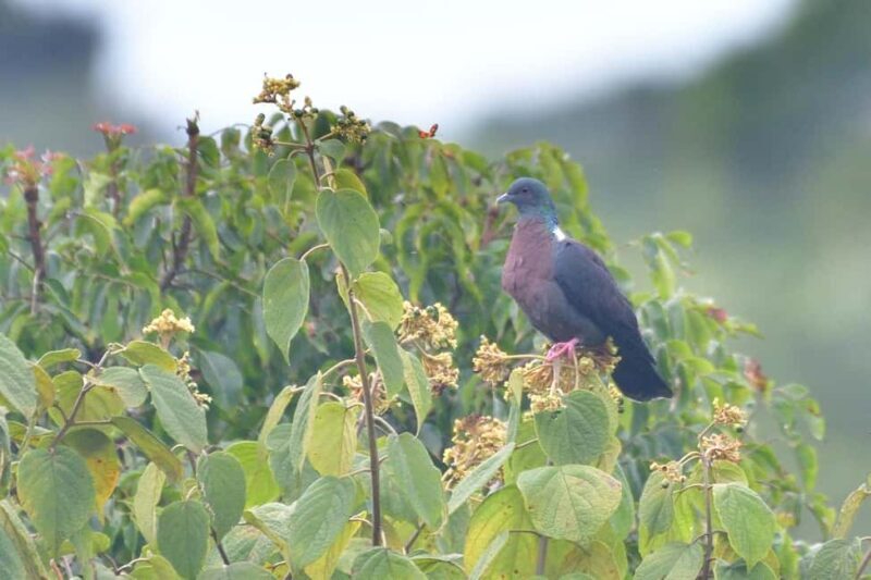 Durban: Dlinza Forest Birdwatching Tour - Key Points