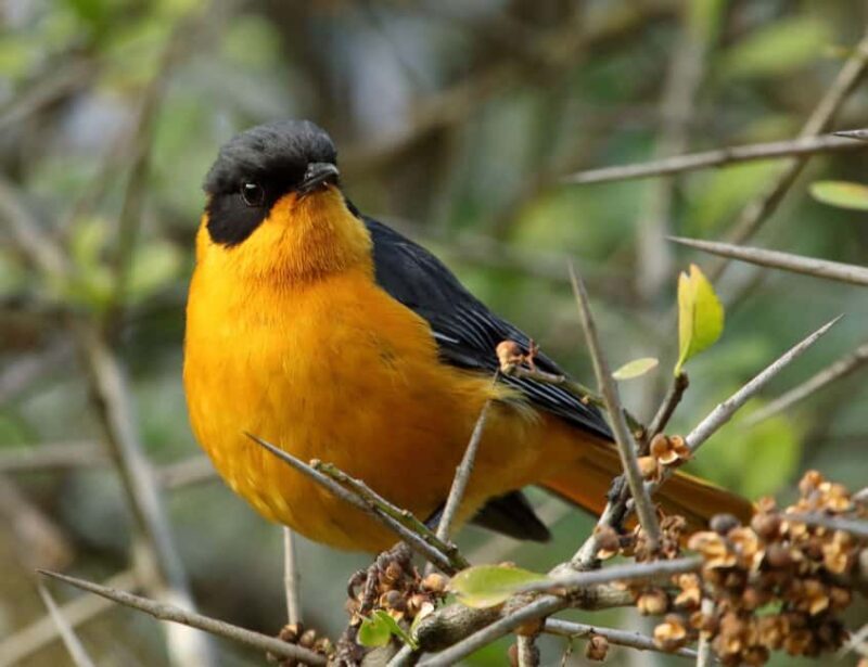 Durban: Dlinza Forest Birdwatching Tour - Why This Tour Offers Great Value