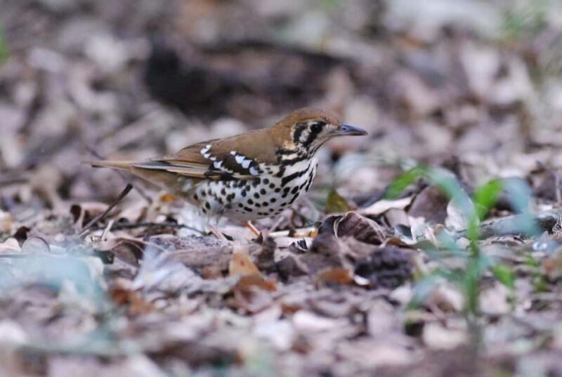 Durban: Dlinza Forest Birdwatching Tour - Who Should Consider This Tour?