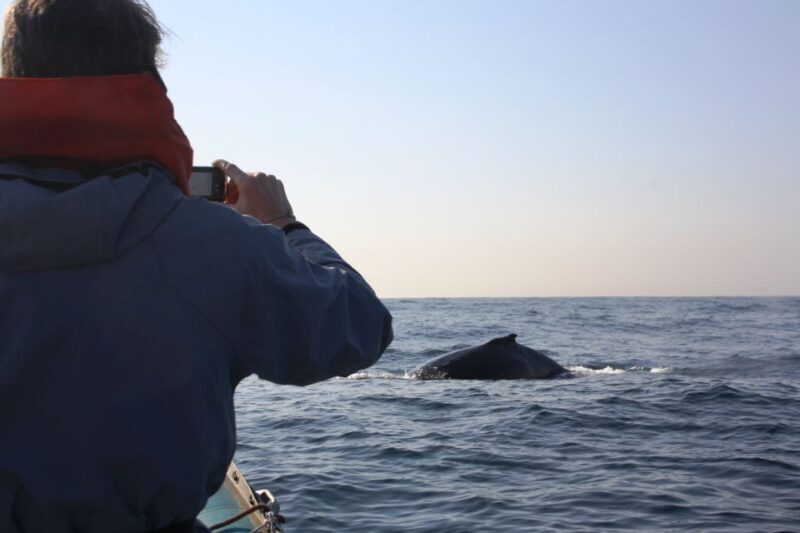 Durban: Durban: Whale and Dolphin Watching Boat Tour - Key Points