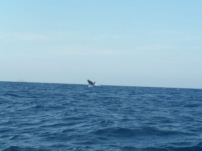 Durban: Durban: Whale and Dolphin Watching Boat Tour - The Vessel and Safety Standards