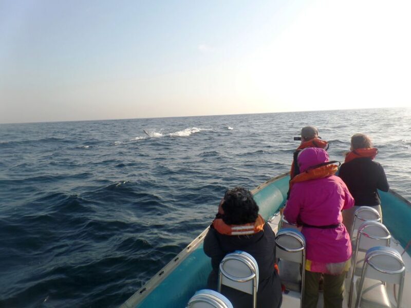 Durban: Durban: Whale and Dolphin Watching Boat Tour - Analyzing the Value: Is It Worth It?