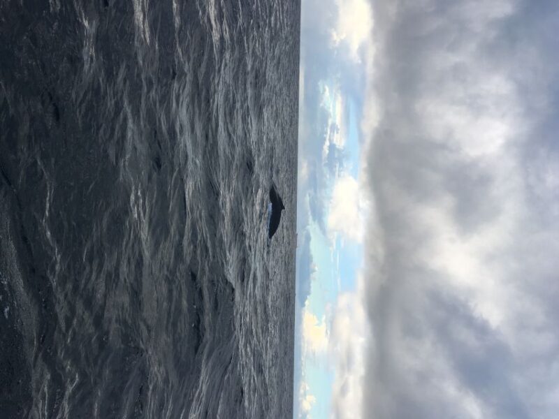 Durban: Durban: Whale and Dolphin Watching Boat Tour - Who Will Love This Tour?