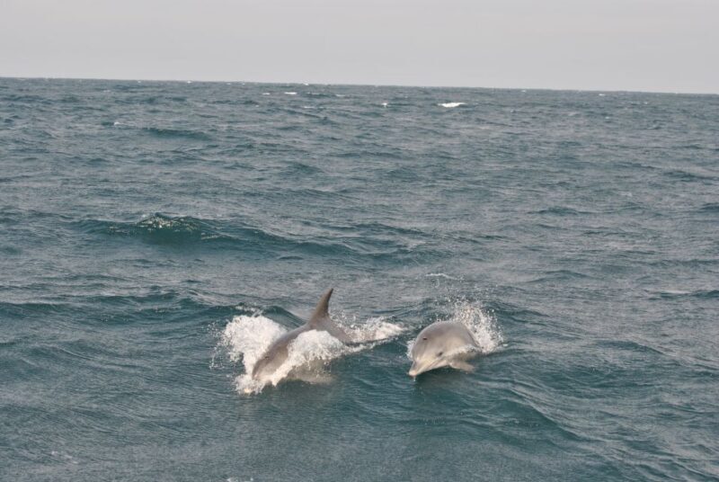 Durban: Durban: Whale and Dolphin Watching Boat Tour - The Sum Up: Is It Worth the Splash?