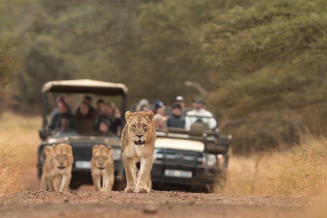 Durban: Go on Safari at 2 Game Reserves (Hluhluwe-Imfolozi) Pro Zeiss Binoculars - Durban: Go on Safari at 2 Game Reserves (Hluhluwe-Imfolozi) Pro Zeiss Binoculars — A Complete Review