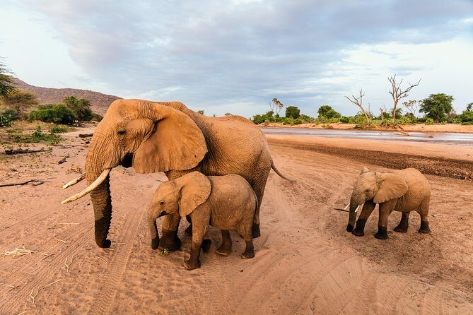 Durban: Go on Safari at 2 Game Reserves (Hluhluwe-Imfolozi) Pro Zeiss Binoculars - Is This Tour Right for You?