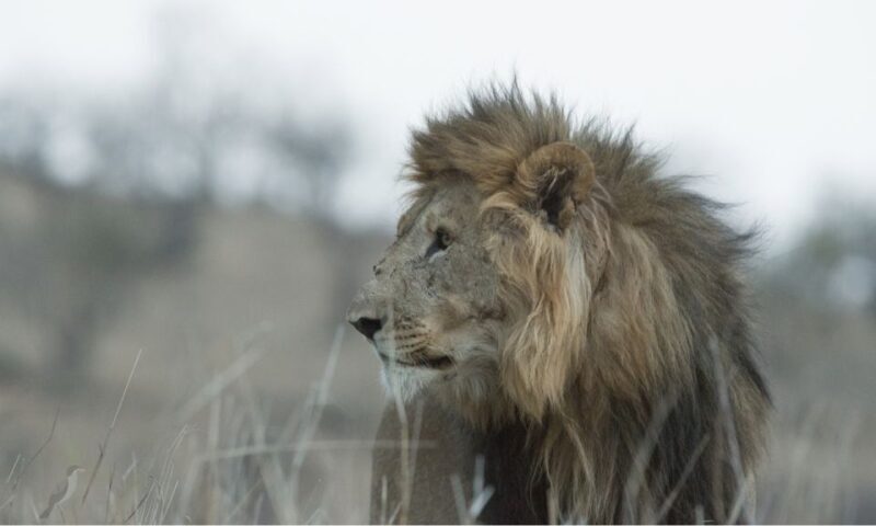 Durban: Hluhluwe Big 5 Safari with Pro Zeiss Binoculars - Key Points