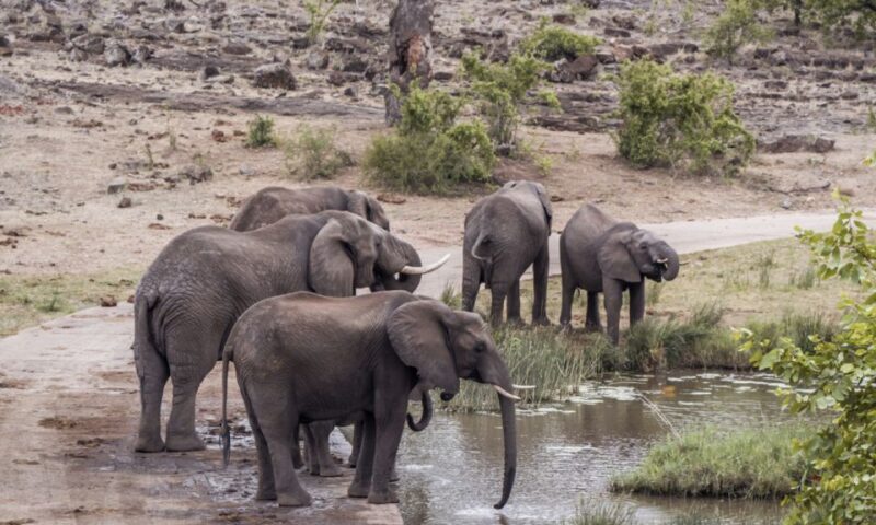 Durban: Hluhluwe Big 5 Safari with Pro Zeiss Binoculars - The Itinerary: Step-by-Step Breakdown