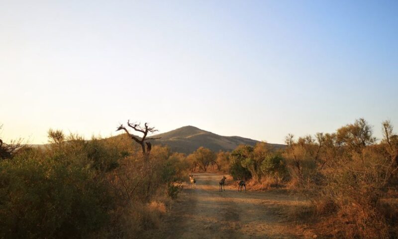 Durban: Hluhluwe Big 5 Safari with Pro Zeiss Binoculars - The Challenges and Considerations