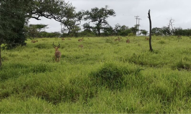 Durban: Hluhluwe Big 5 Safari with Pro Zeiss Binoculars - Final Thoughts: Who Will Love This Safari?