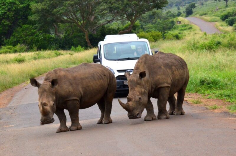 Durban: Hluhluwe Imfolozi Safari & iSimangaliso Tour - A Complete Breakdown of Your Durban Safari & Wetlands Journey