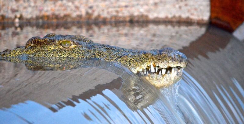Durban: Hluhluwe Imfolozi Safari & iSimangaliso Tour - Why This Tour Offers Great Value