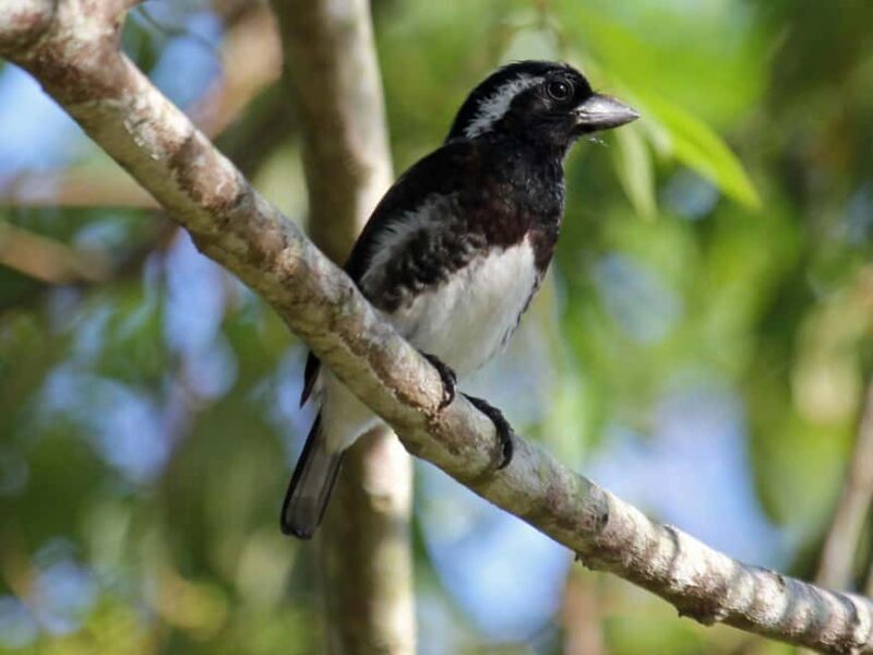 Durban: St Lucia Birdwatching Tour - Durban: St Lucia Birdwatching Tour – A Detailed Review