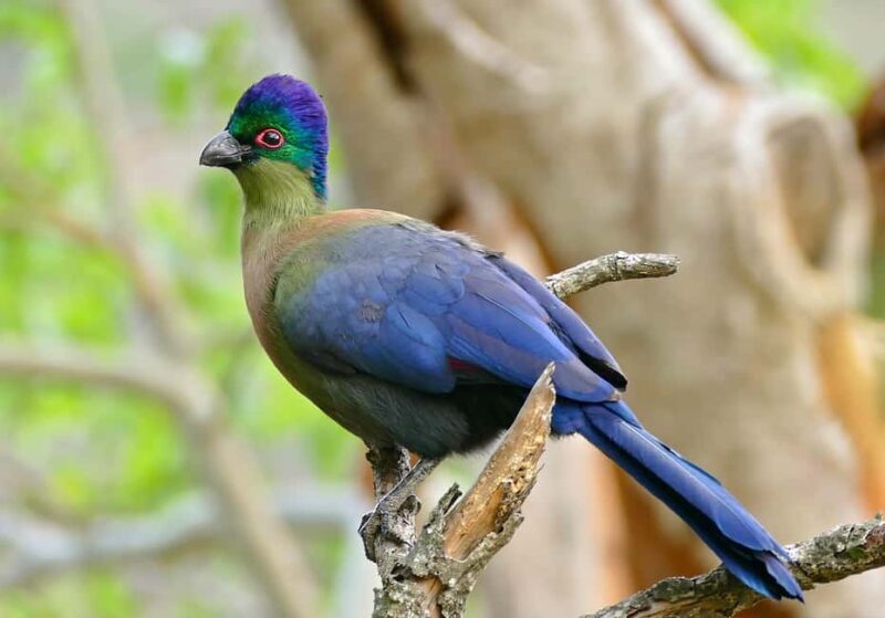 Durban: St Lucia Birdwatching Tour - Key Points