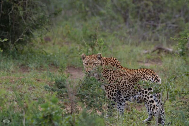 Durban:3 Day Hluhluwe-Imfolozi Park, St Lucia, iSimangaliso - Exploring the Itinerary: What You Can Expect