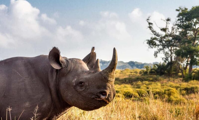 Durban:3 Day Hluhluwe-Imfolozi Park, St Lucia, iSimangaliso - Final Thoughts: Who Is This Tour Best For?