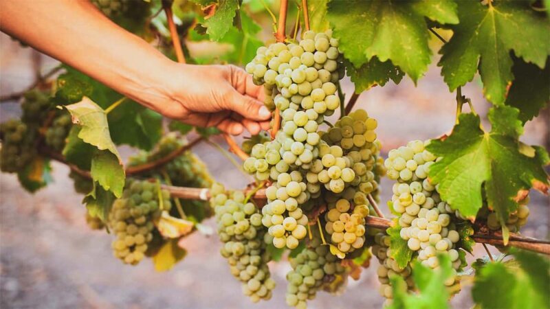 Durrës: Sunset Vineyard Tour with Wine Tasting - Key Points