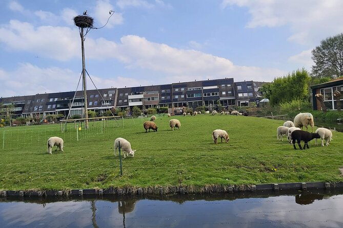 dutch-windmills-polder-walking-tour-2
