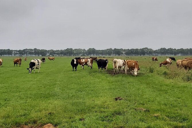 dutch-windmills-polder-walking-tour