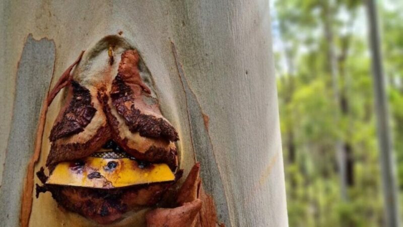 Dwellingup: Guided Hike and Scenic Train Ride with Lunch - Key Points
