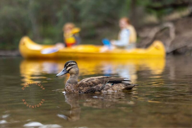 Dwellingup: Paddle 'n' Picnic Self-Guided Tour - Key Points
