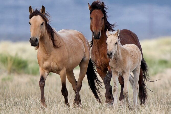 dzrt-splendor-adventure-red-rock-rim-utv-tour-petroglyphs-pioneer-saloon