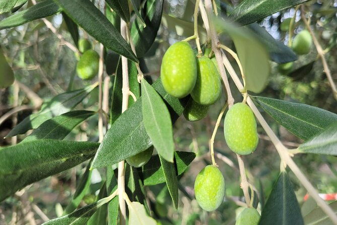 e-bike-2-5-hour-florence-hills-with-fresh-olive-oil-and-bread