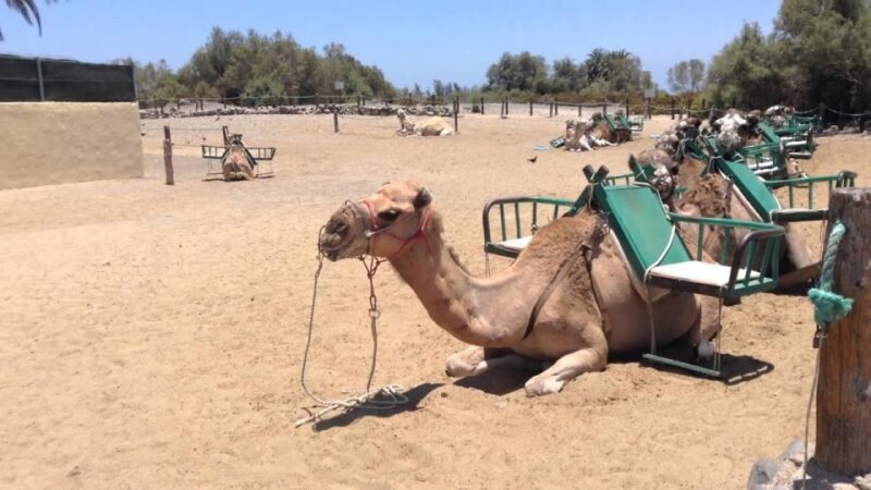 E-Bike City Tour included Camel Tour inside Maspalomas Dunes - The Bottom Line — Who Should Book This Tour?