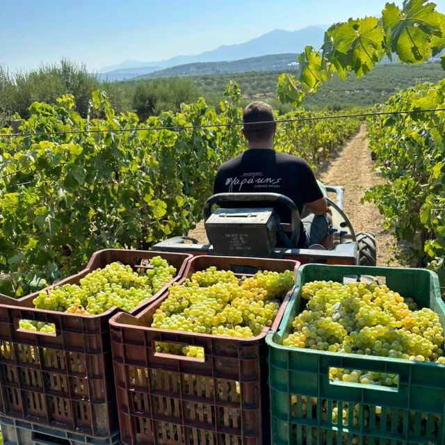 e-bike-full-day-olive-oil-factory-wine-tasting