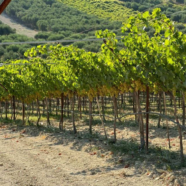 e-bike-full-day-olive-oil-factory-wine-tasting