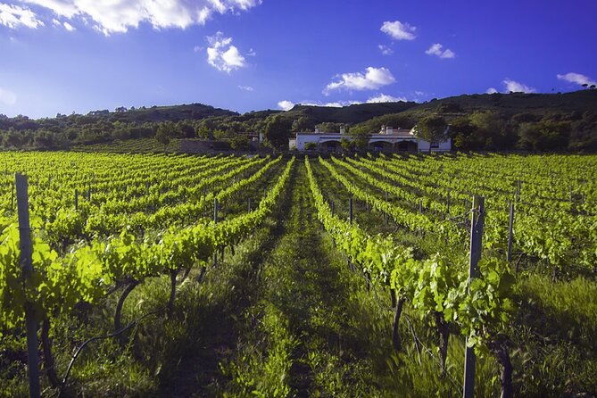 e-bike-self-guided-winery-tour-20km-easy