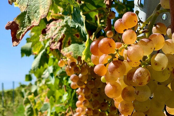 e-bike-tour-in-lavaux-vineyards-bikapa