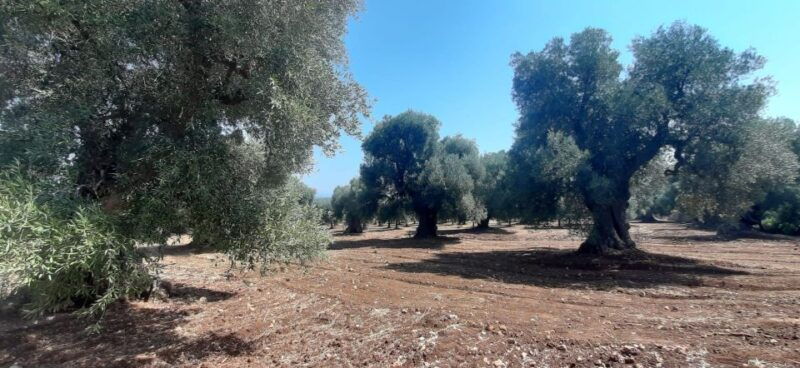 e-bike-tour-in-ostuni-huge-olive-trees-and-a-rock-village