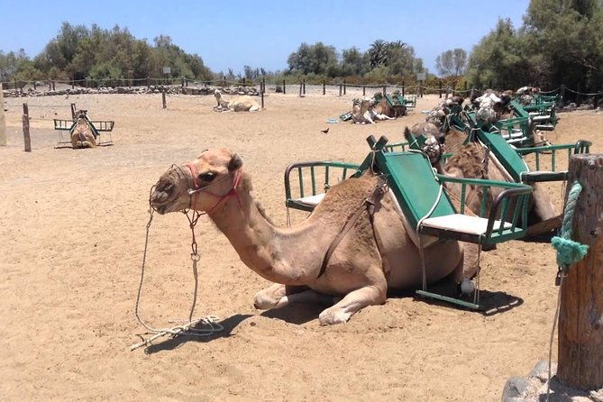 e-bike-tour-with-camel-safari-through-the-maspalomas-sand-dunes