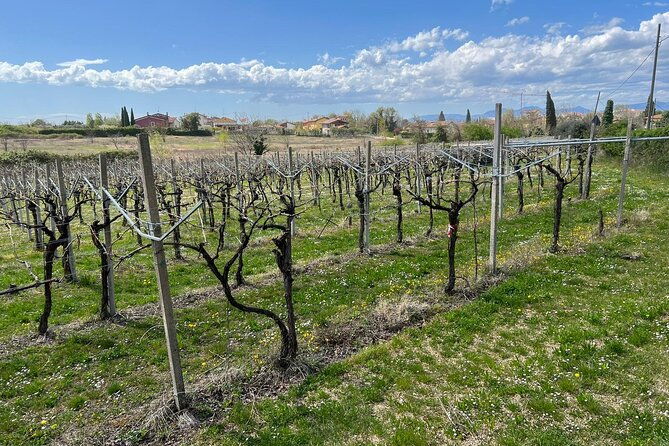 e-bike-tour-with-stop-in-the-cellar-in-the-bardolino-area