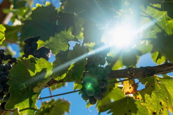 e-bike-tour-with-tasting-in-the-hills-of-lucca