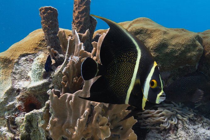 e-snorkeling-tour-in-bonaire-with-easy-sea-scooters