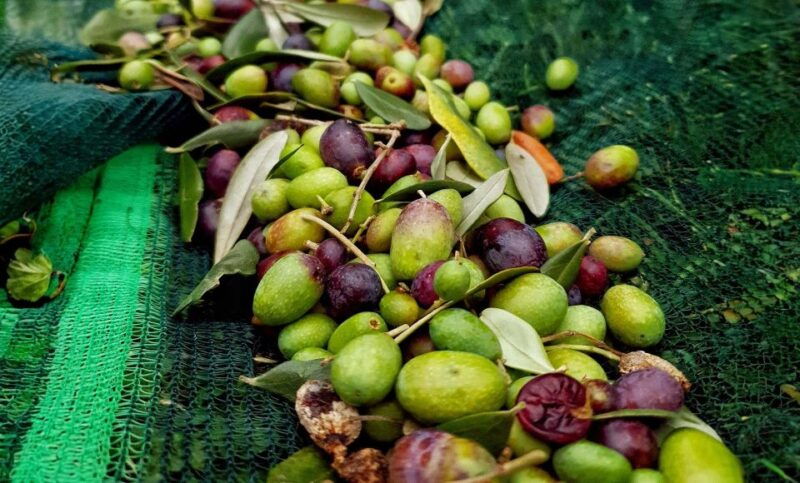 e-v-o-oil-of-lake-como-food-pairings