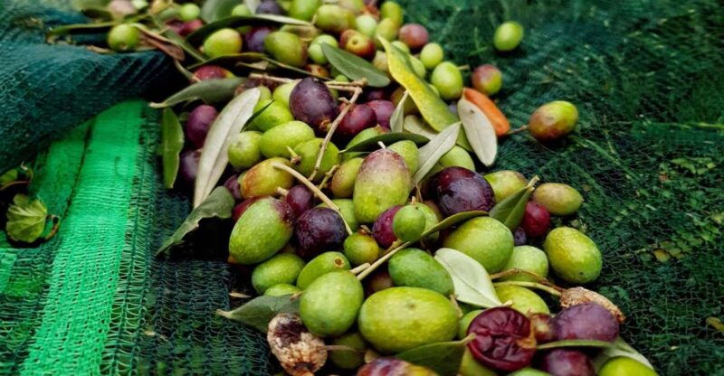 e-v-o-oil-of-lake-como-food-pairings