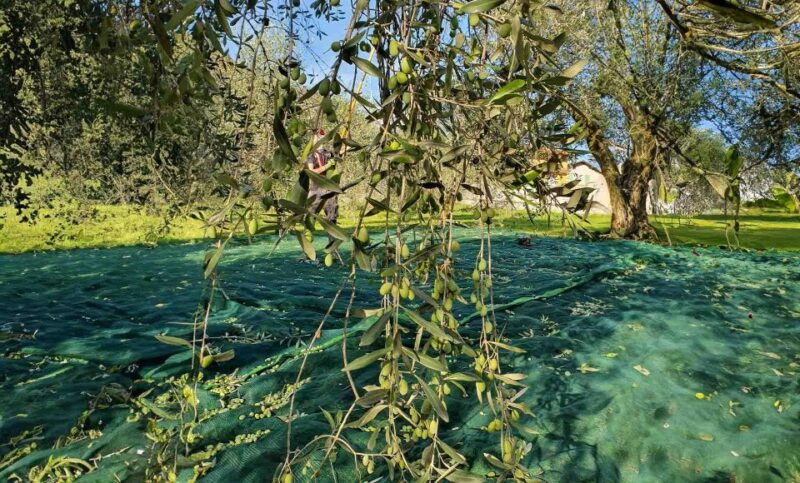 e-v-o-oil-of-lake-como-food-pairings